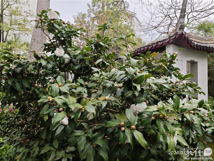 现在是茶花的开发季吗