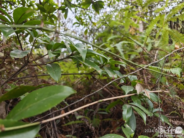 就是这种藤类植物下面的根。