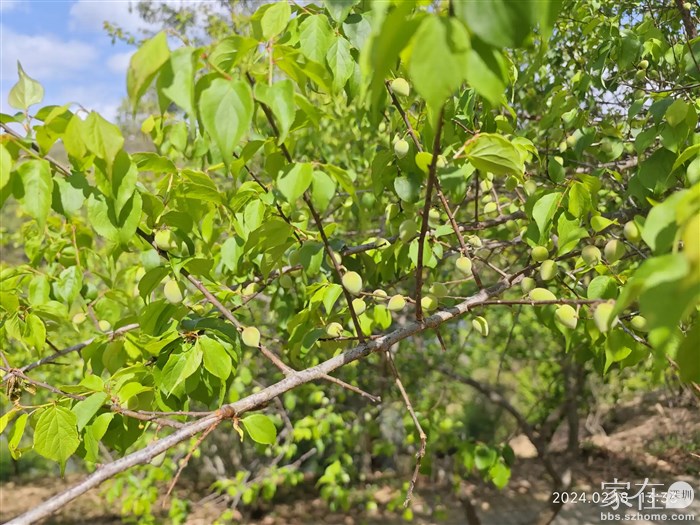 上次梅花开后这次梅子倒是结了不少