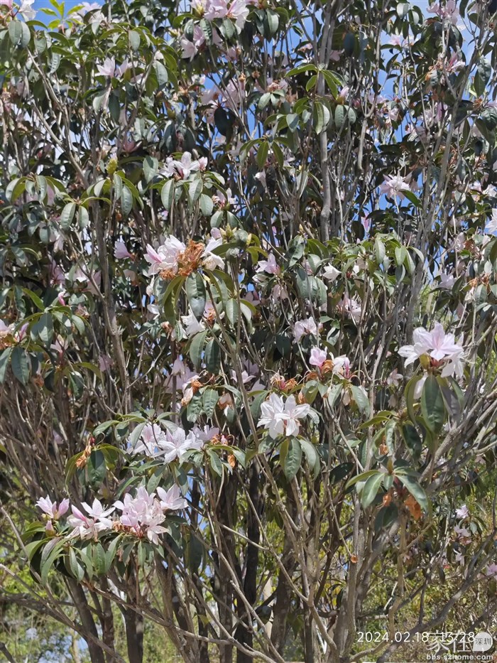 这个杜鹃怎么这么快就开花了？