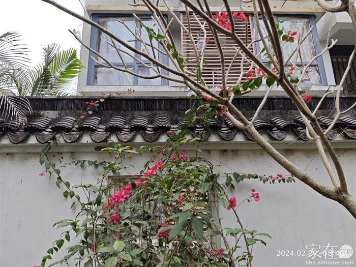 惠州这边的花开了