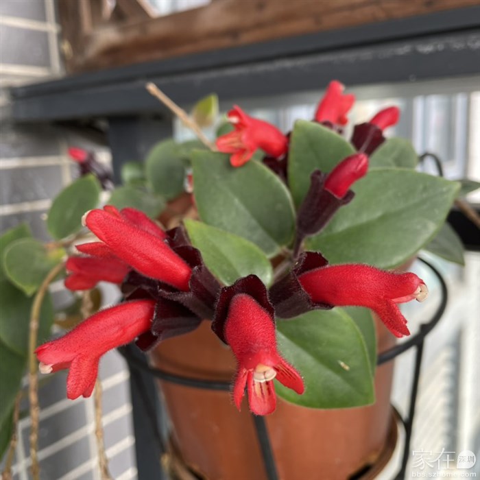 口红吊兰正吐红舌