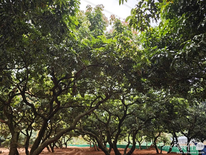 今年深圳的荔枝看来是要绝收了