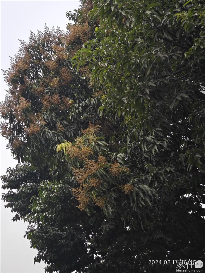 同样的天气，荔枝开不了花，芒果照样开那么旺。