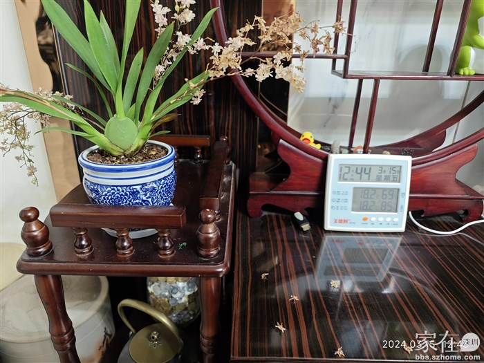 这个梦香20天没动过了，还好，虽然落了点花，总体上还是很健康。