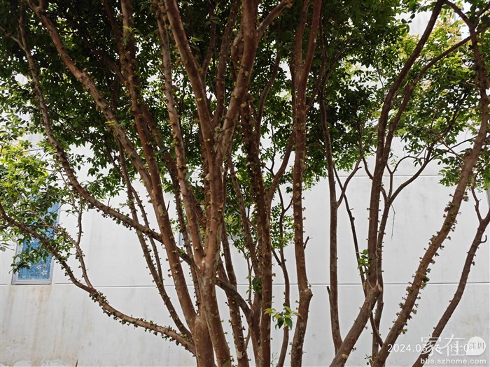 等下一批嘉宝果熟了，我应该已经到大理了。