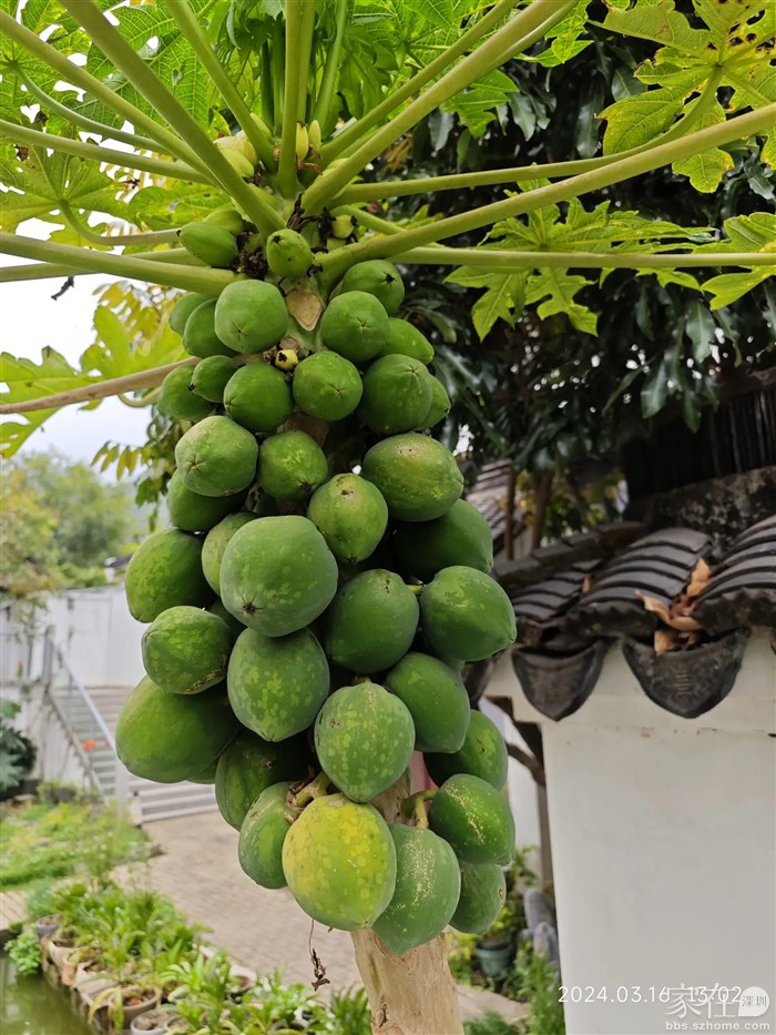 想吃这些木瓜还要过一阵子