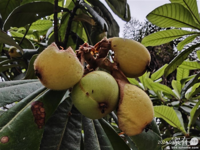 好吃的枇杷熟一个就会被鸟吃一个，除非是那些很酸的品种，鸟不吃但我也不会去吃。