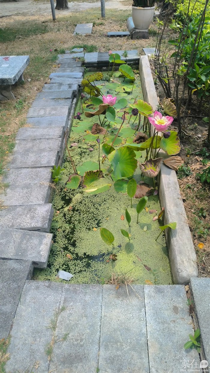 园区里面的荷花池，面积虽小但是赏心悦目。