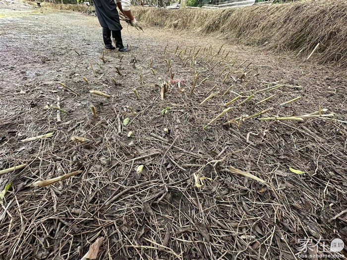 种在旱塘里改善环境