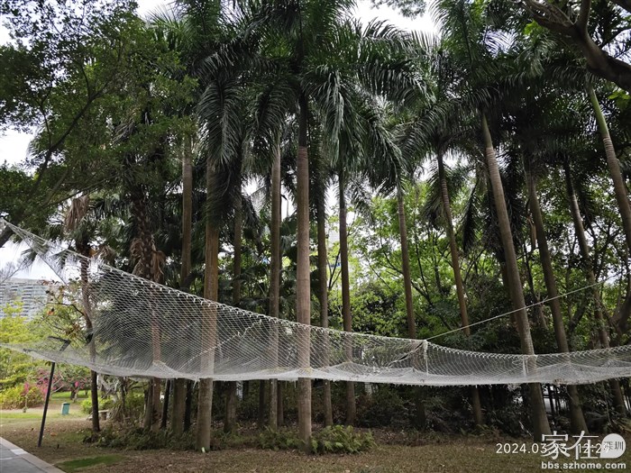 这是要防止椰子从上面掉下来砸到人吗？