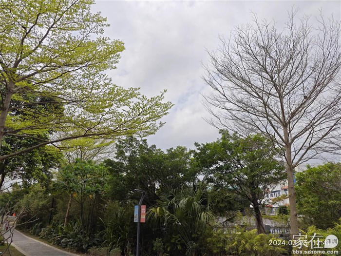 同一种树，发牙也有先后。