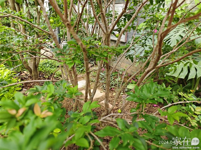 12日种下的果树，那几个果子是看着一天比一天大。