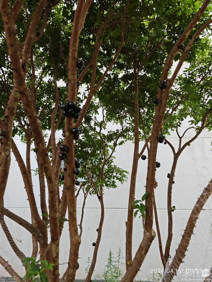 后面邻居的树葡萄又熟了一批