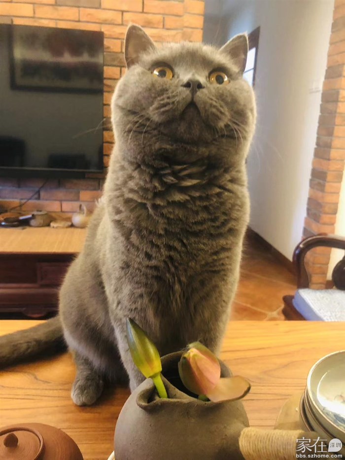 你们人类这么多精美茶具，也不为我多备几套