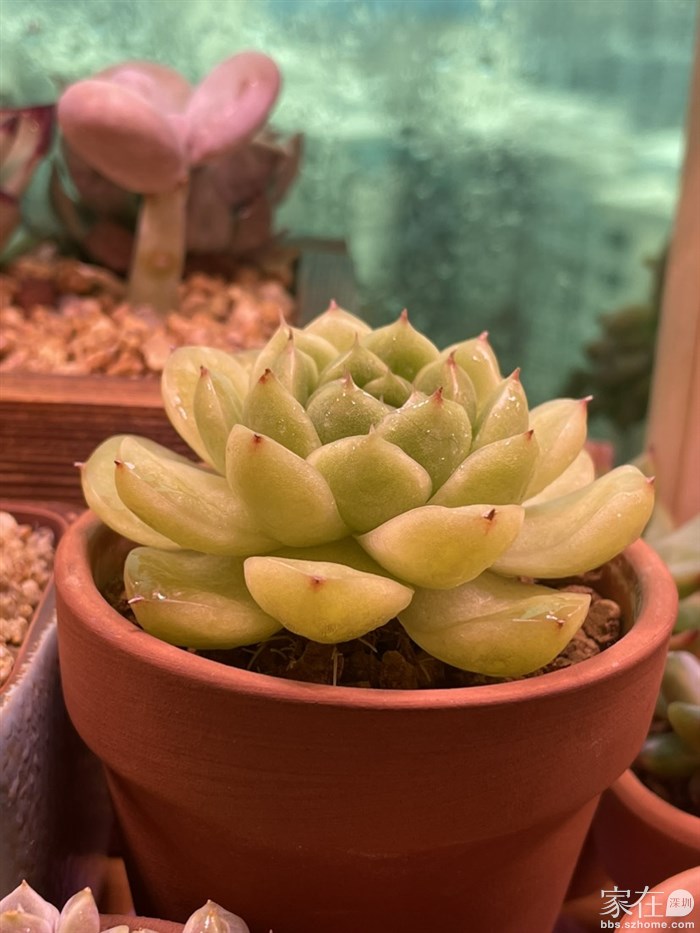 绿宝宝，当时买价格相对现在要贵很多