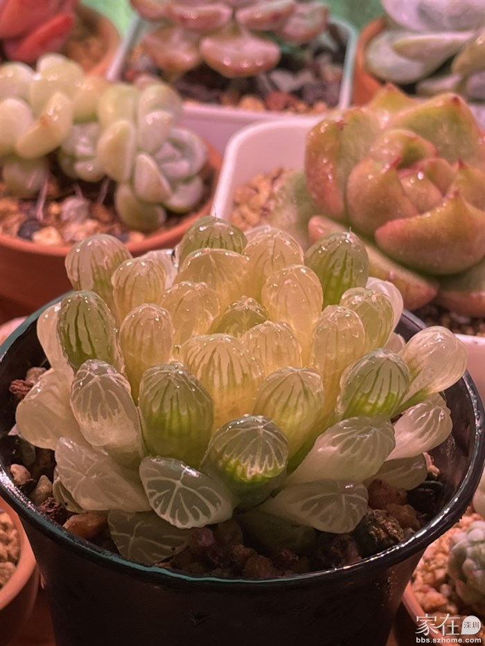 琥珀玉露是我喜欢的玉露品种