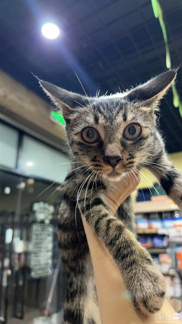 迪迪，四个月纯正梨花猫