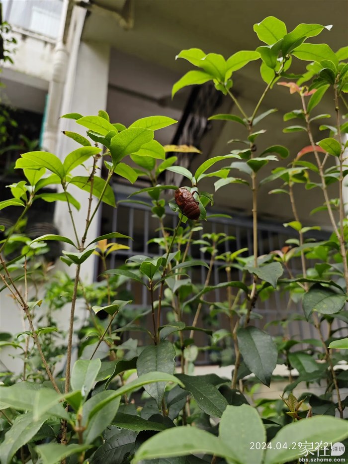 我这片地里怎么会角蝉？