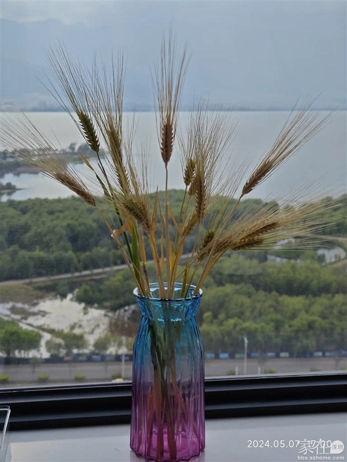 喜洲的麦穗拿回家了