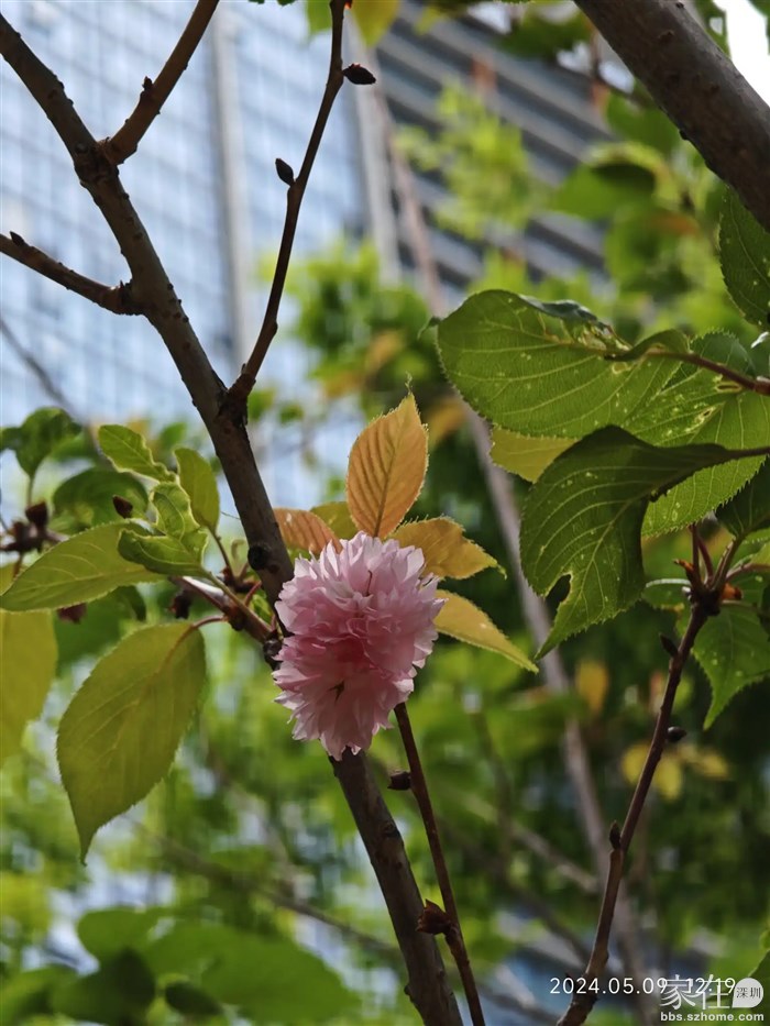 原来咱们小区也有一小片樱花，只是花季己过无福欣赏。