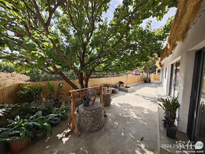 老陈的院子有杏和琵琶