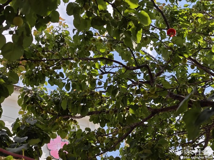 再过一个月杏可采了