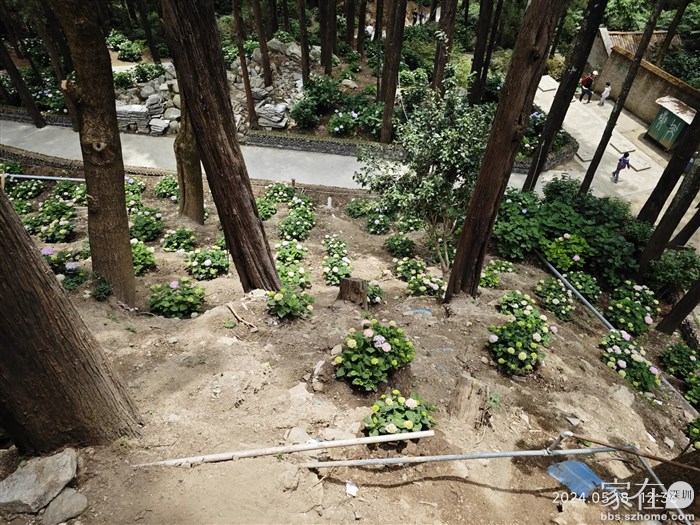 以前这片绣球花是只见花不见泥的