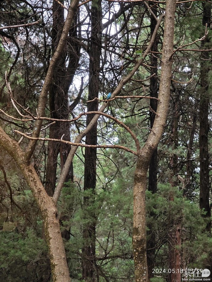 有一只纯蓝色的小鸟在面前晃来晃去