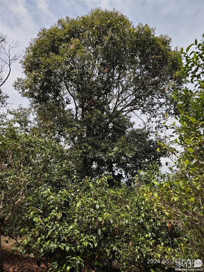 我以为高的这个是古树茶，下面矮的才是。