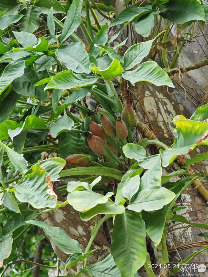 这个有点像香蕉的东西不知是啥