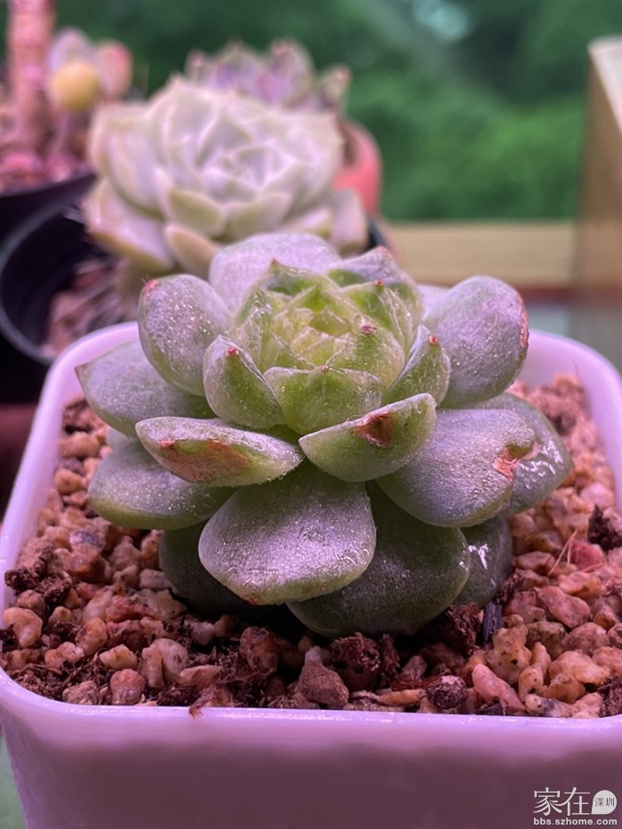 被宝贝利爪抓过的纯爱痊愈了