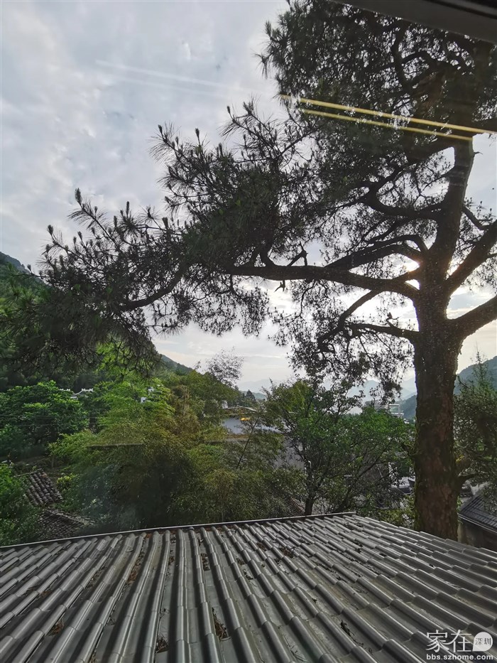 房间窗外的古松