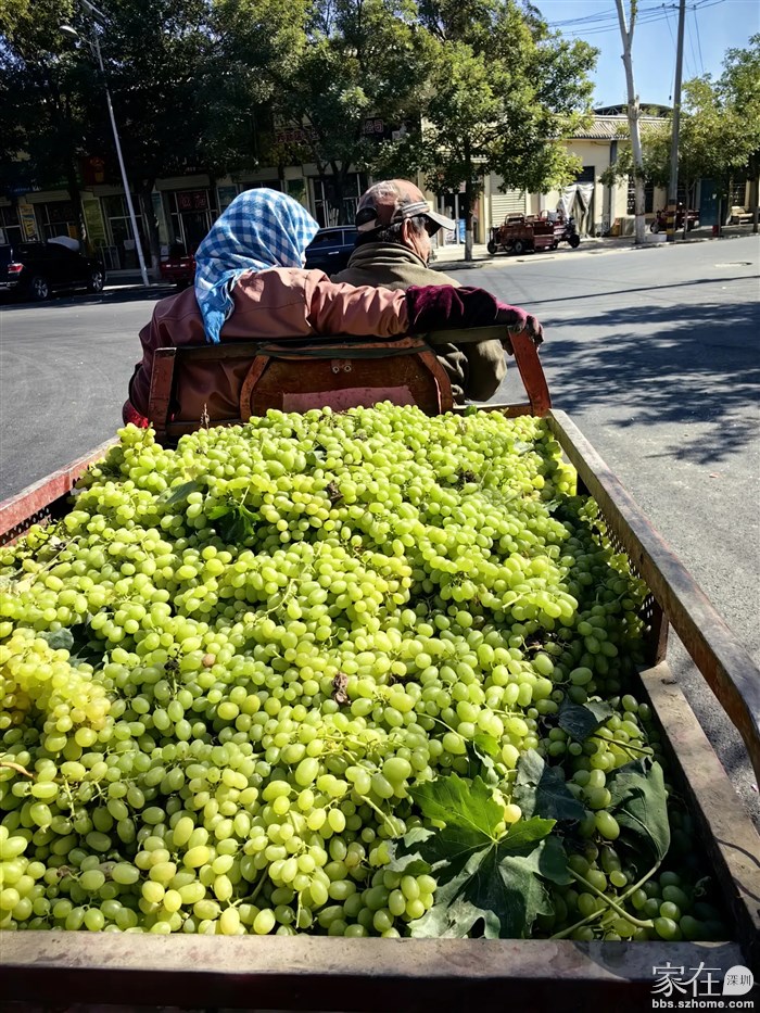 阳关的葡萄不要钱，路上遇到拉葡萄的老夫妻让我们随便拿。