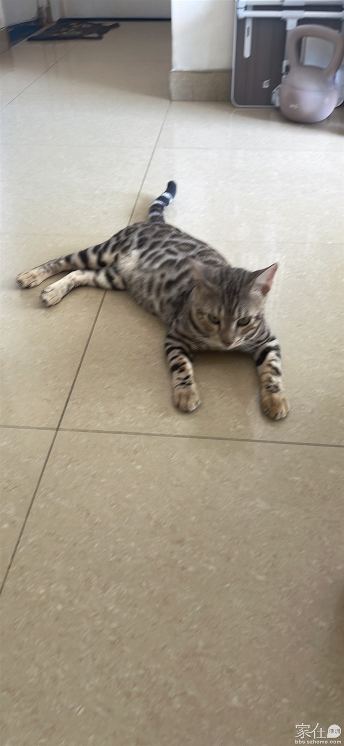 公的，7个月大银豹猫免费领养