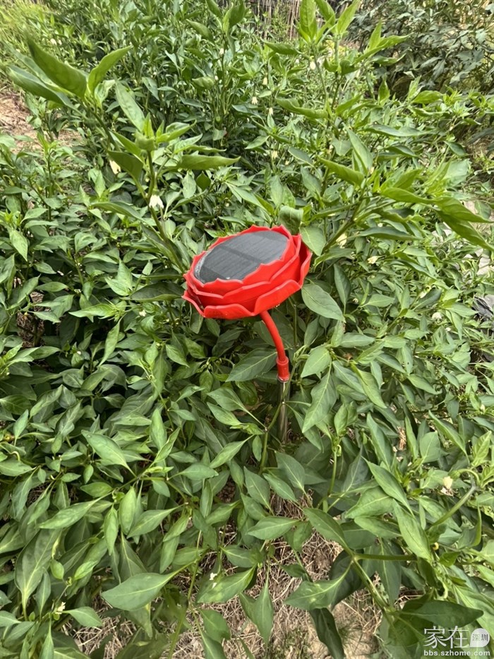 这个音乐器在院子里每天循环播放轻音乐，听着音乐的菜菜们长大了味道特别好