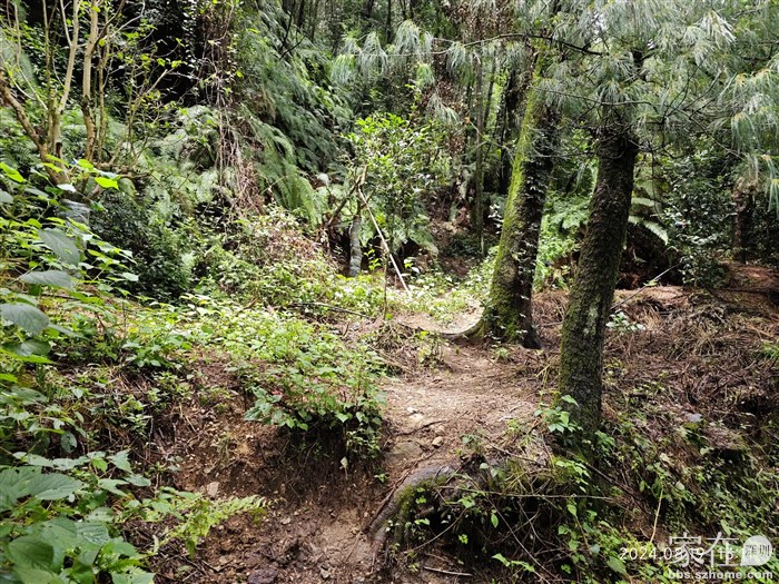 这条路经常有人上山菜菌子