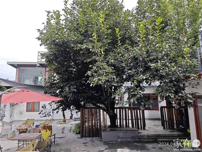 院子的柿子要到11月才熟