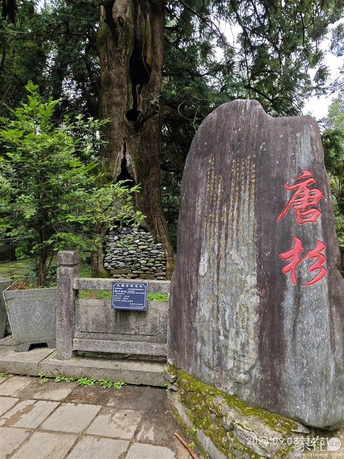 无为寺3大名物，救疫泉、明钟、唐杉，这是有着上千年 屹立不倒的唐杉。