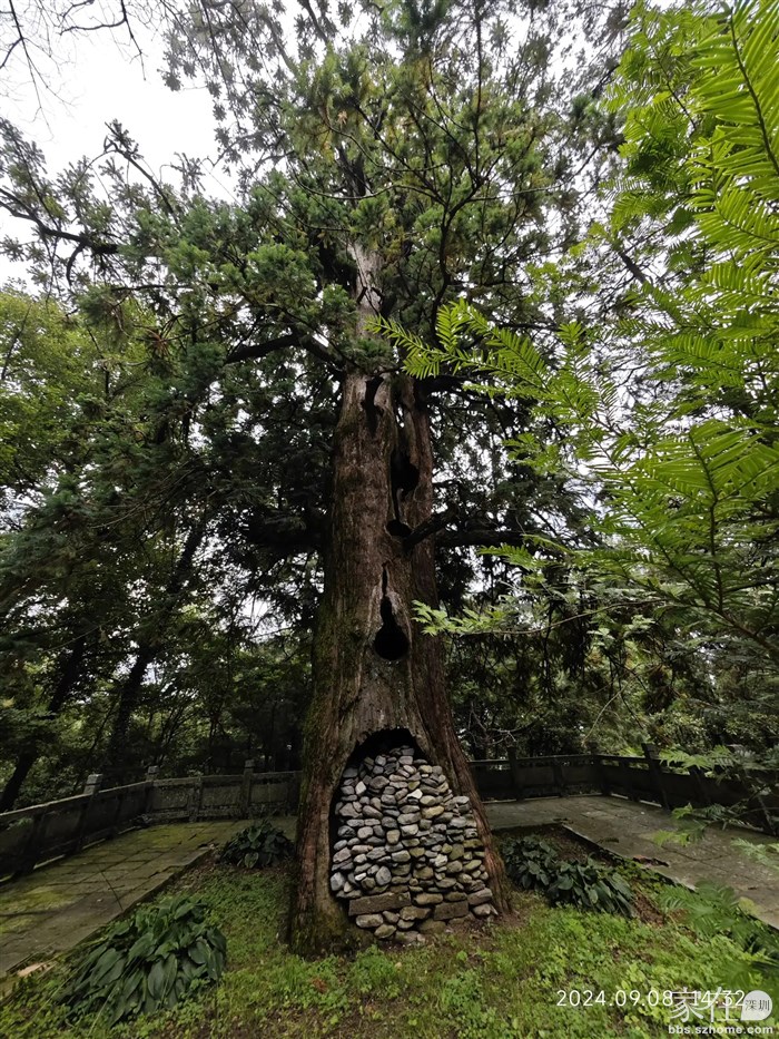 树都已经空了，用砖块堵起来。