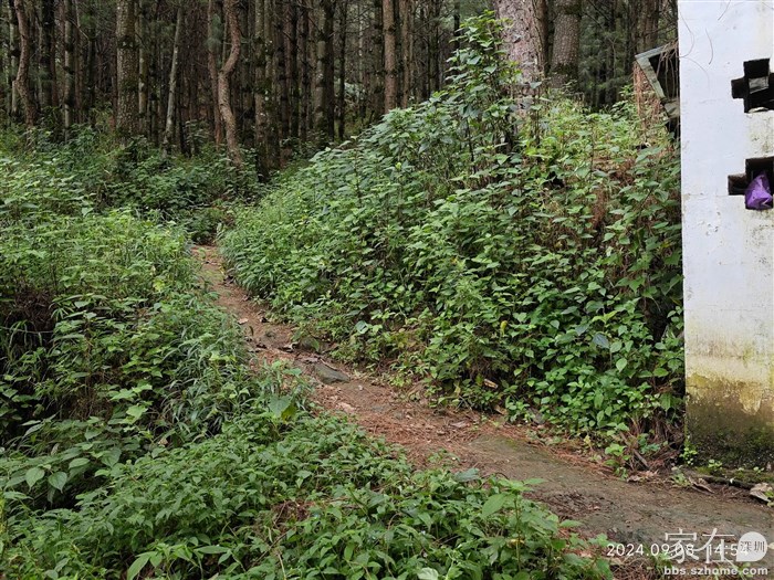 这是被采菌子的人走出来的野路