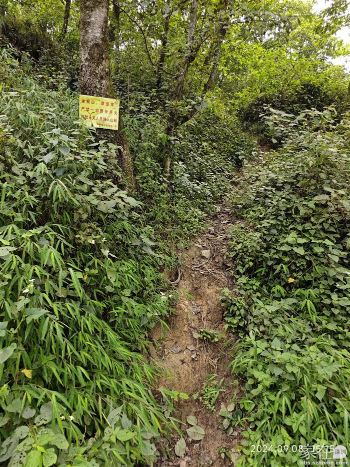 一路都是采菌的人走出来的野路