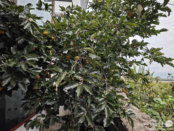 这种扁的柿子又甜又脆