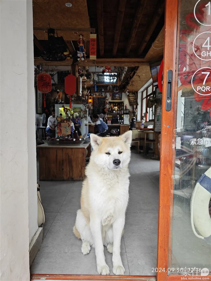 这只大狗还是这么喜欢这样守着门口