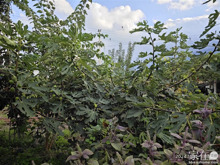 无花果树摘了几个果子