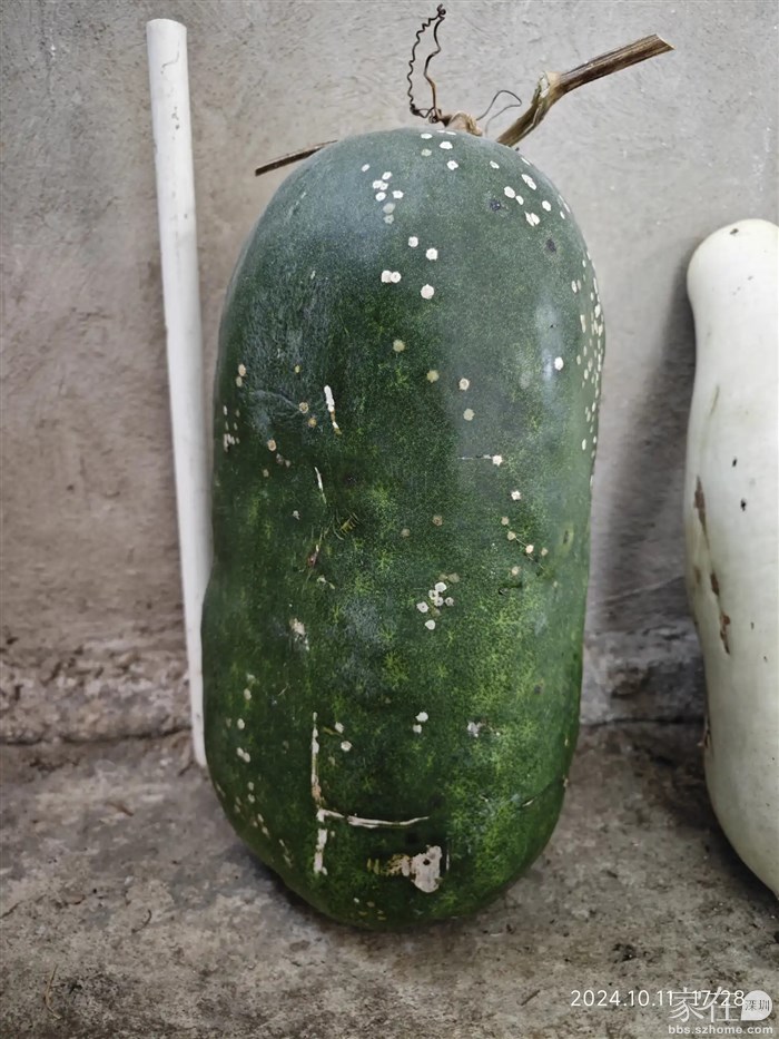 跟冬瓜一样大的大毛瓜