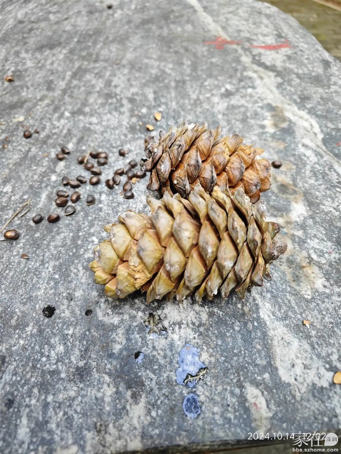 敲出来很多松油