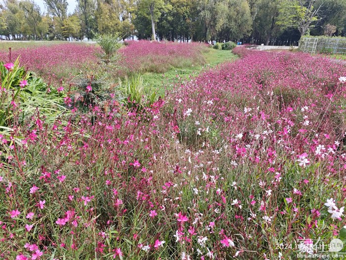 生态廊道入口处还是一如既往的一片花海