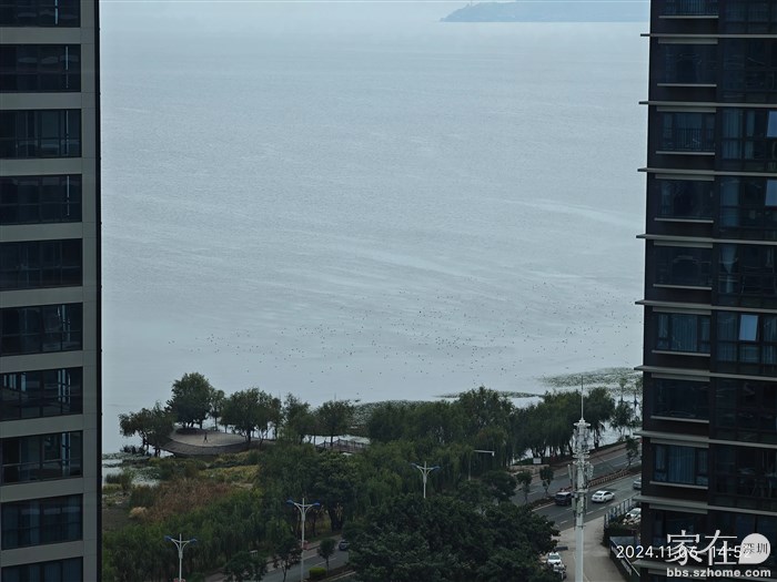 侧窗望出去一片黑鸭