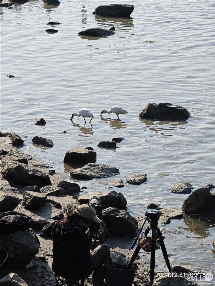 觅食中的黑脸琵鹭